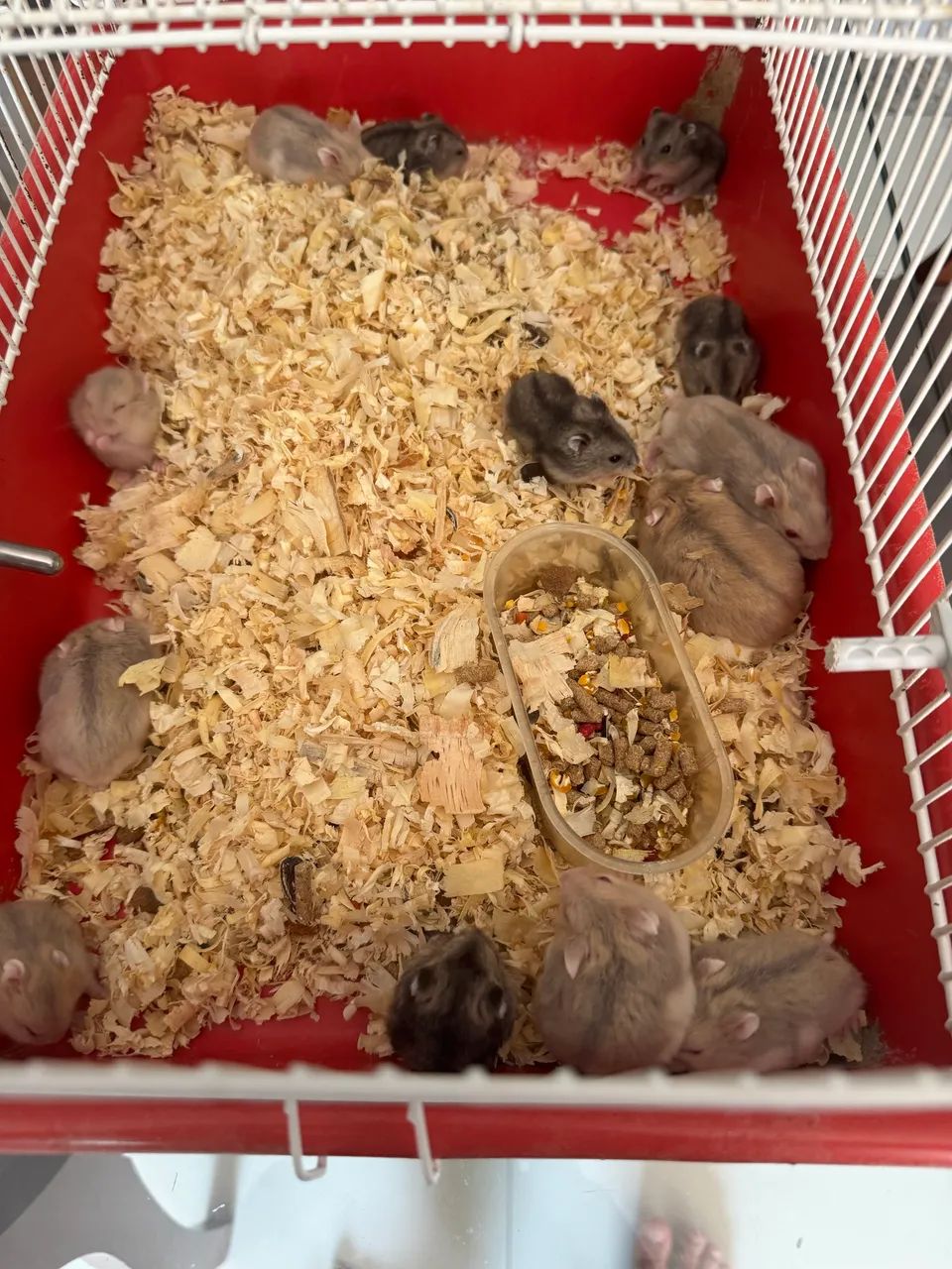 Hamster chinês filhotes  - Foto 3