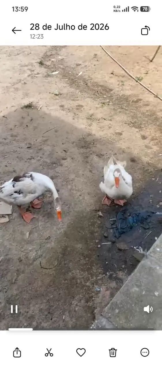 Casal de Ganso 