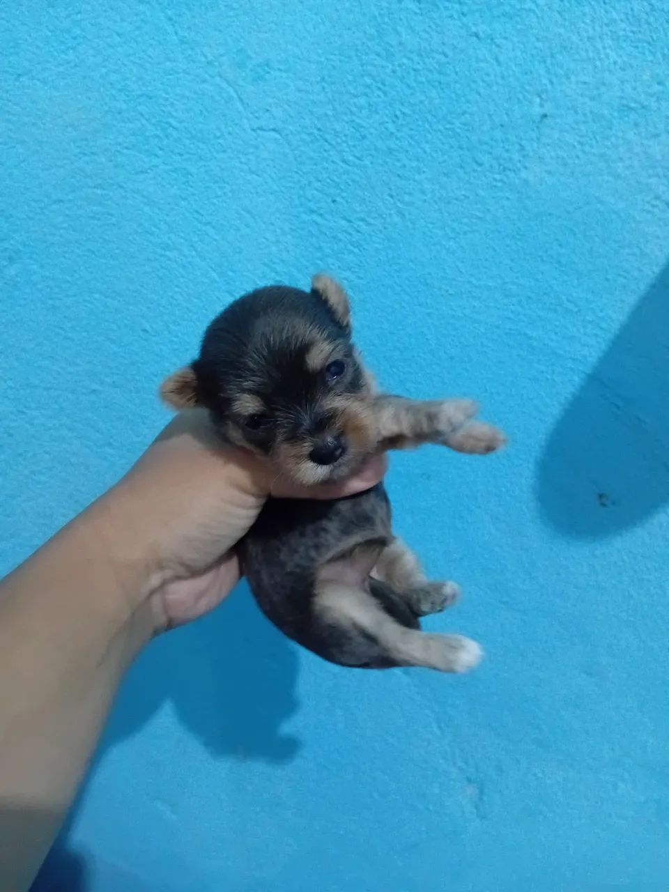 Cachorro 