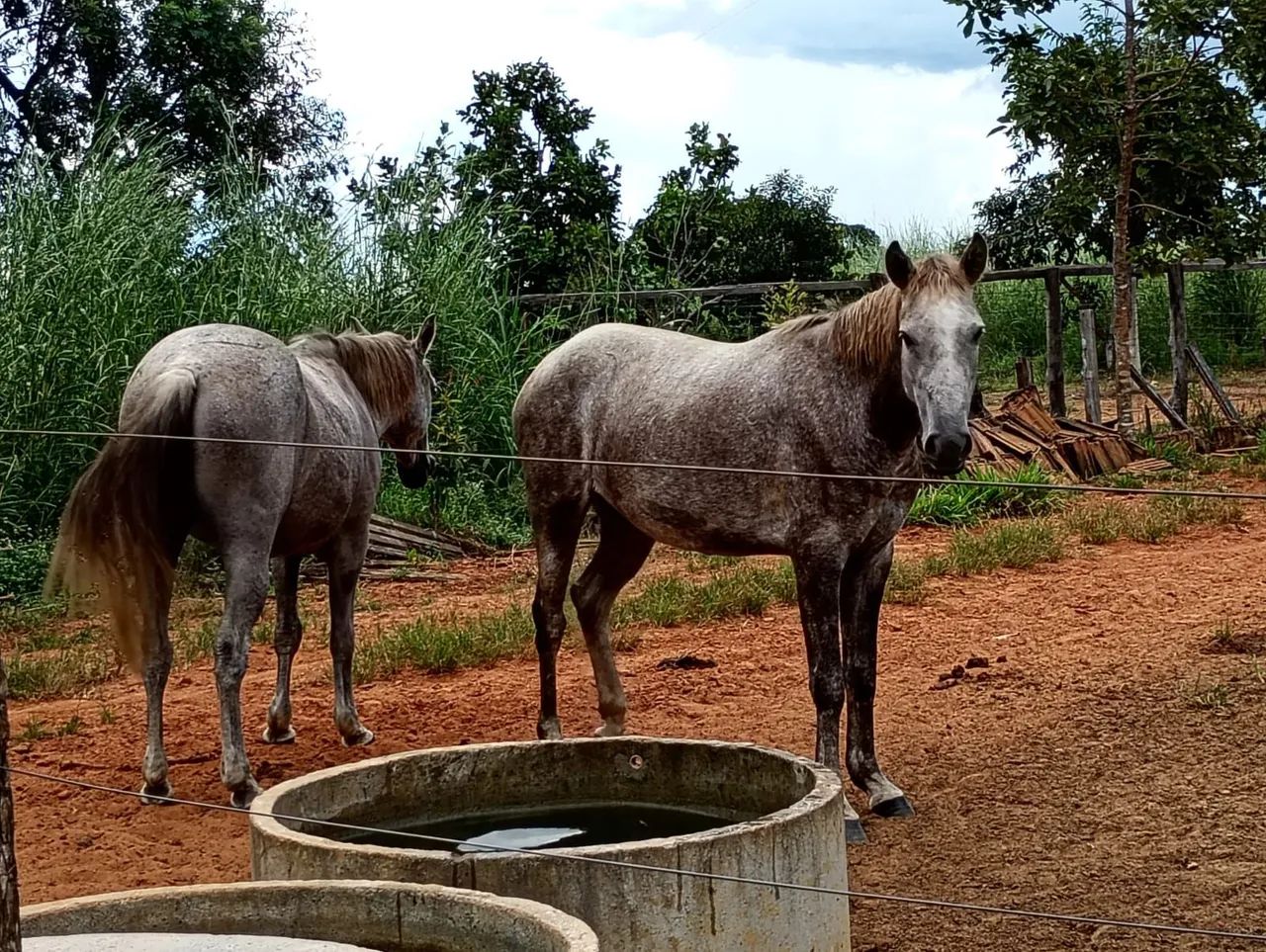 Cavalo, égua e potra 3 pelo valor de 1  - Foto 3