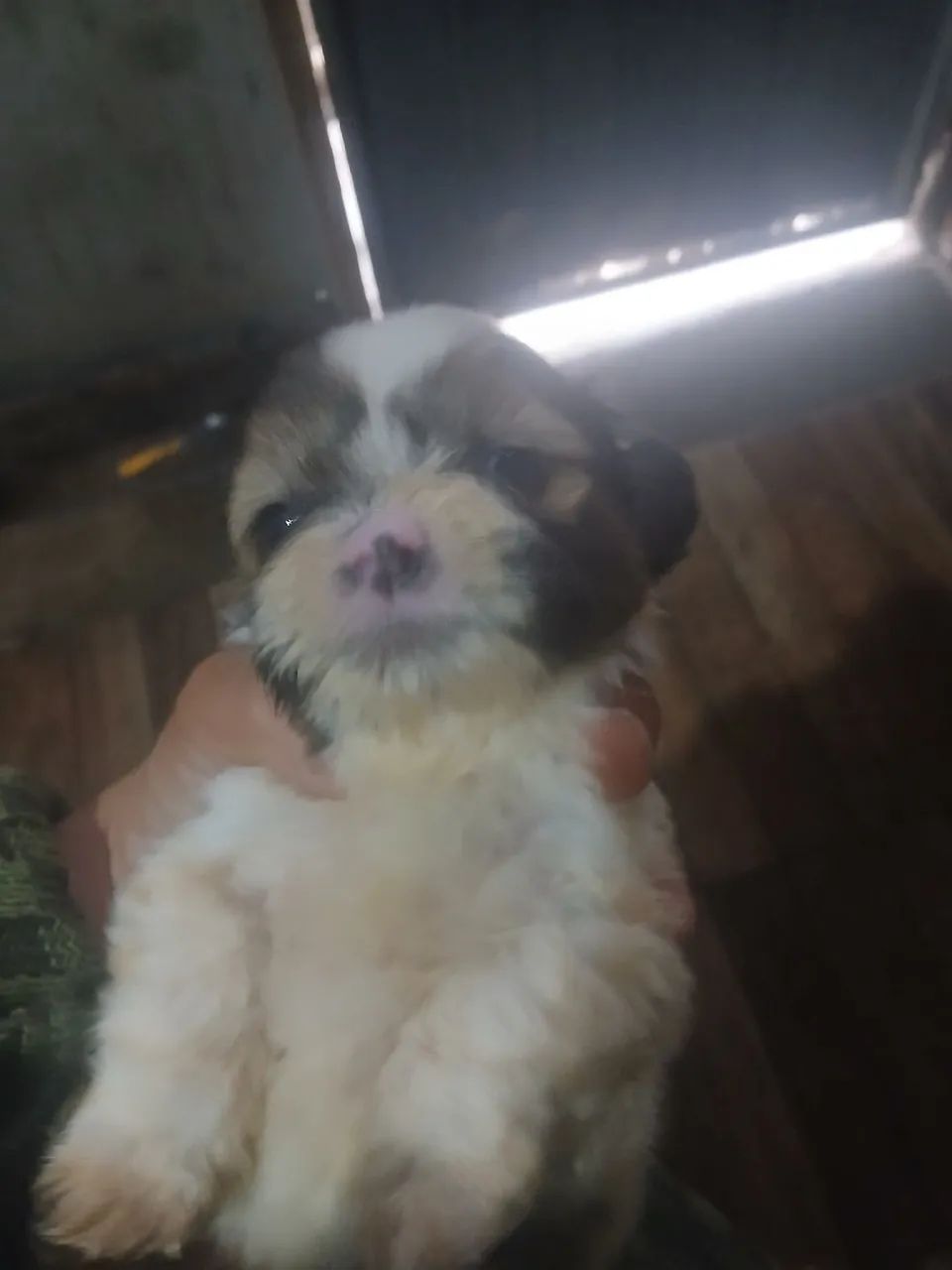 Vende se lhasa