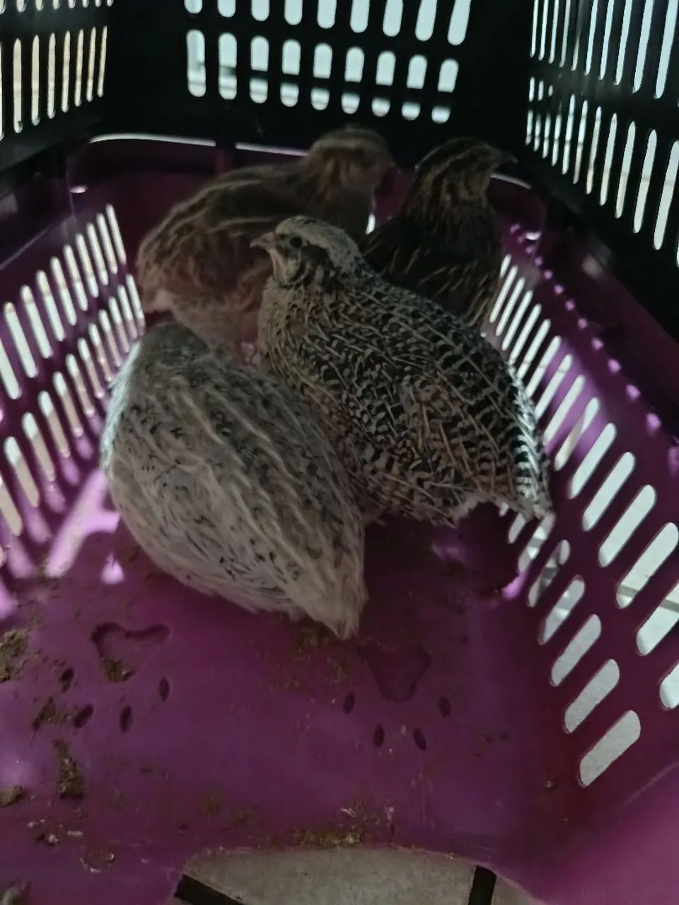 Codornas  - Foto 2