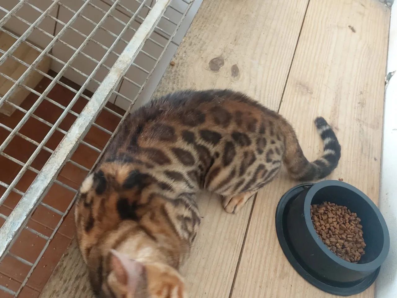 Gato Bengal  - Foto 5