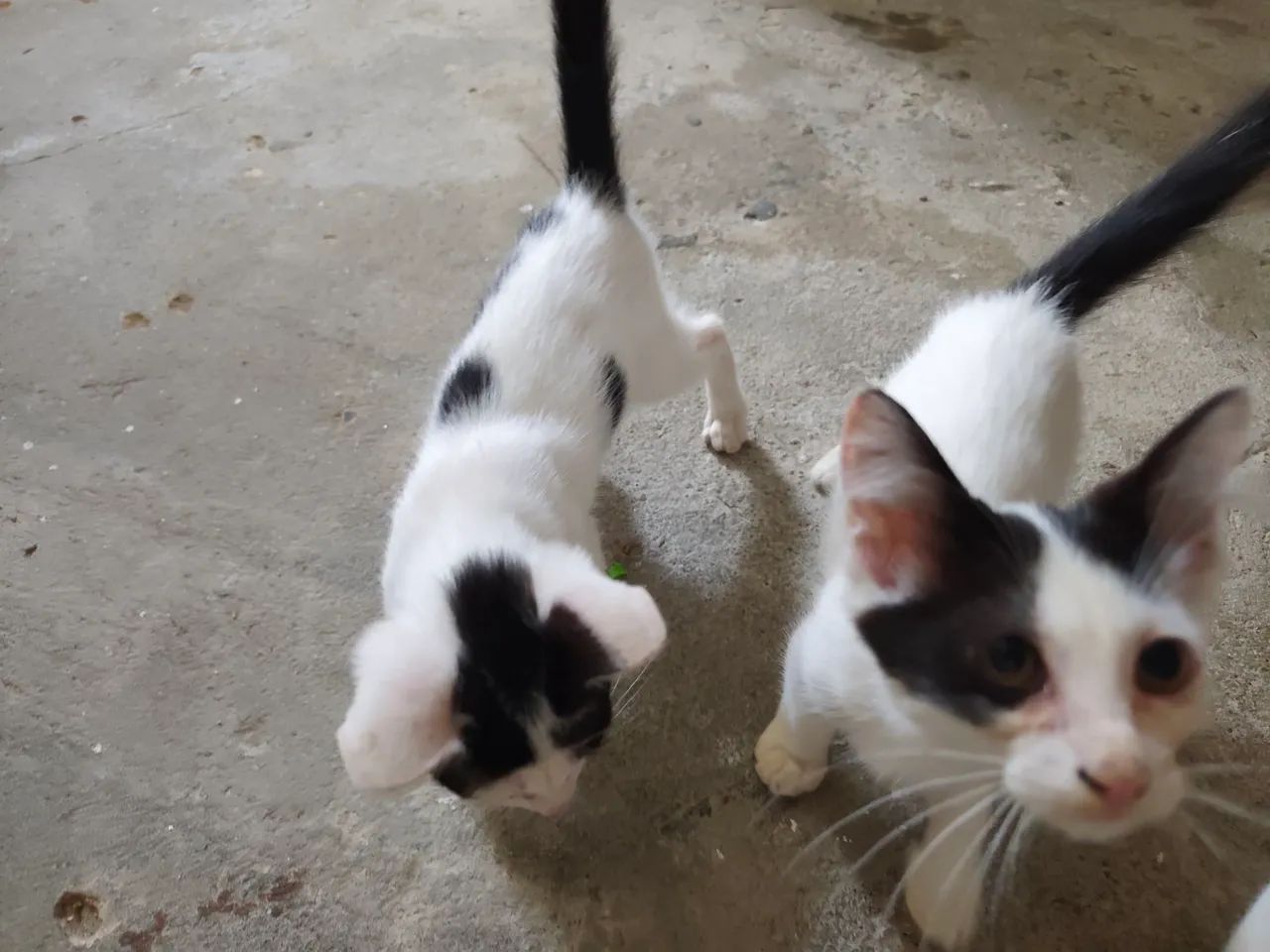 Gato adoção - Foto 5