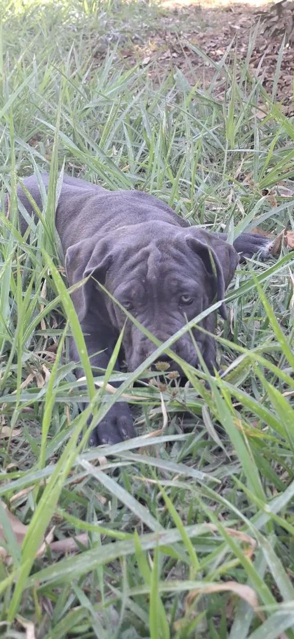 Cane Corso CBKC - 2 meses - Foto 5