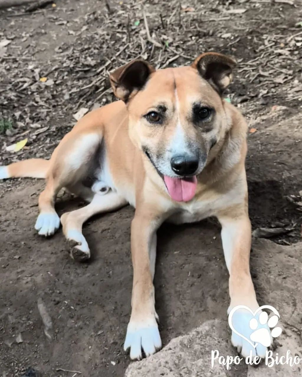 Vicente para adoção  - Foto 4