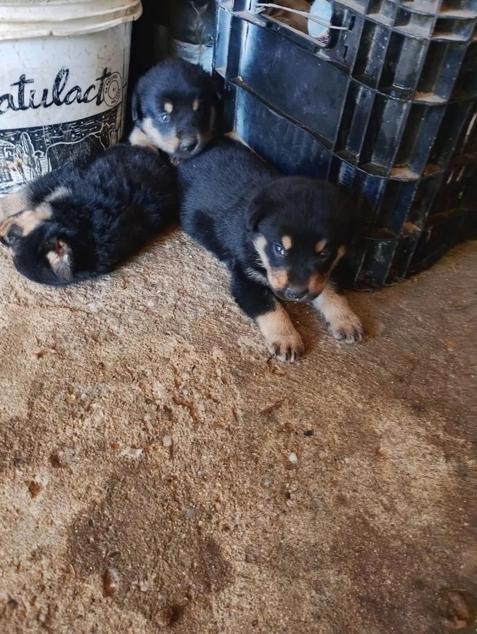 Vende se filhotes de Rottweiler 