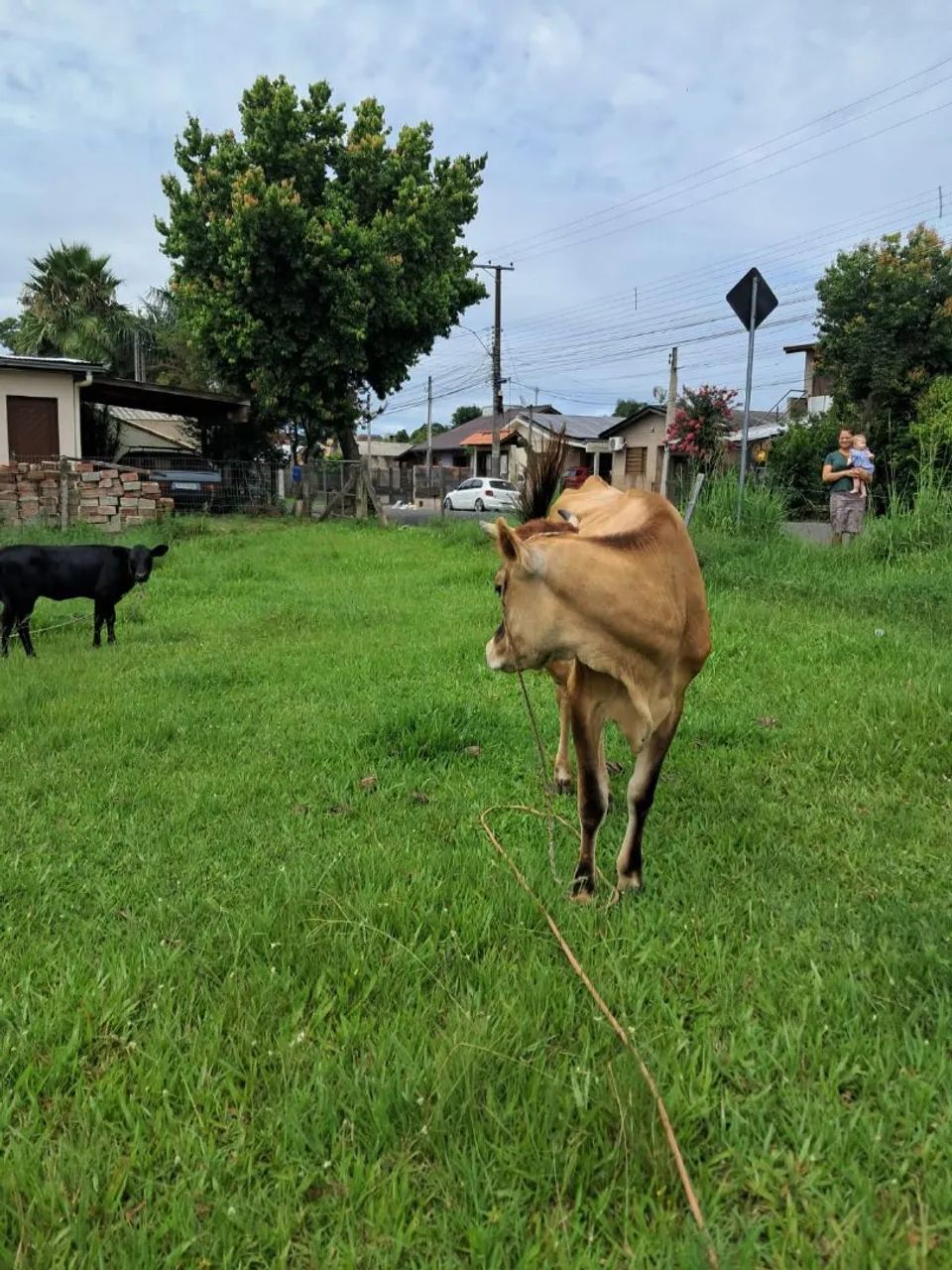 VACA JERSEY BOA DE LEITE - Foto 3