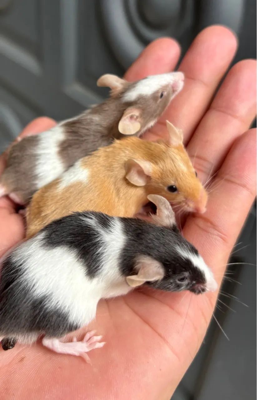 Filhotes de topolinos, ótimos pets - Foto 2