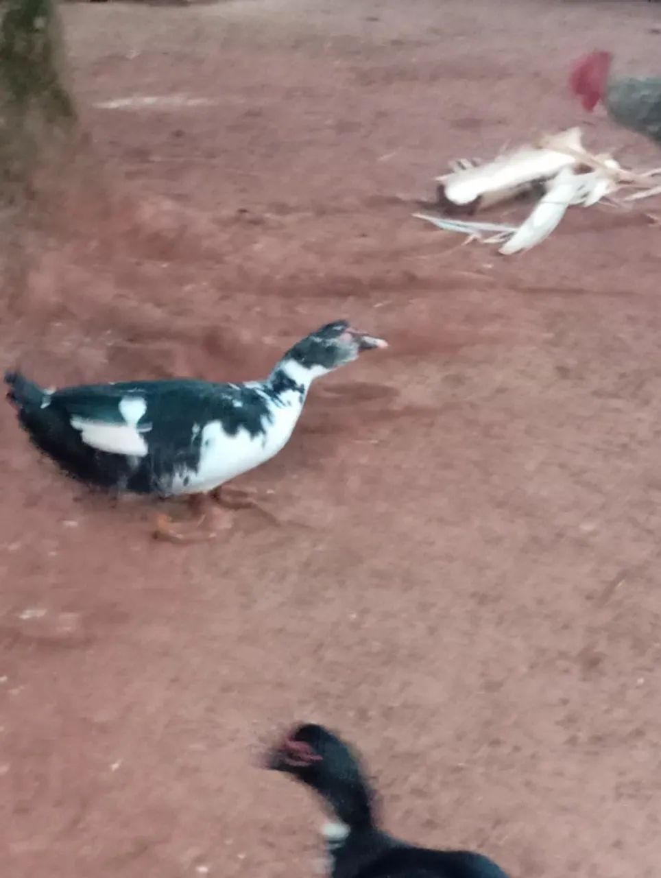 Patos machos  - Foto 2