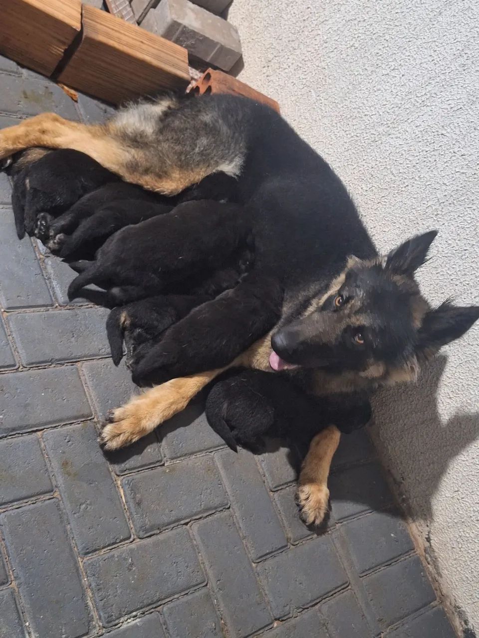 Pastor alemão  - Foto 2