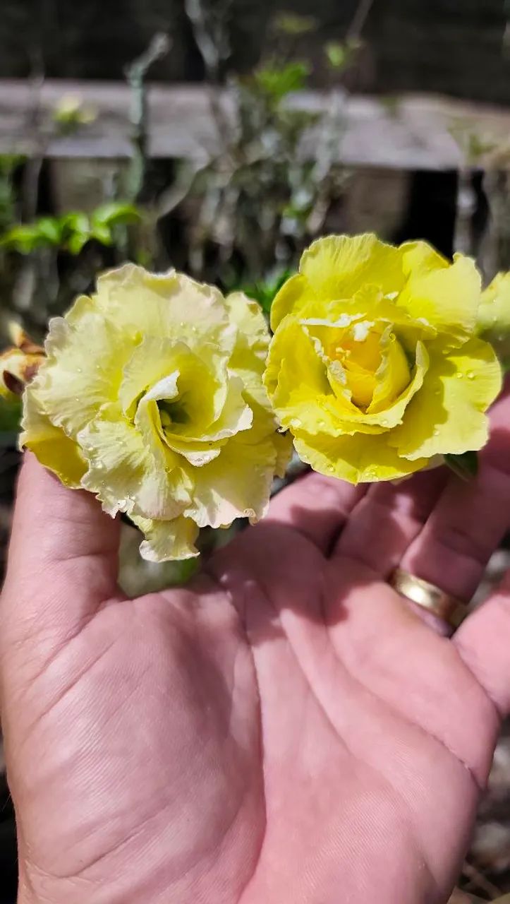 Rosas do Deserto  - Foto 4