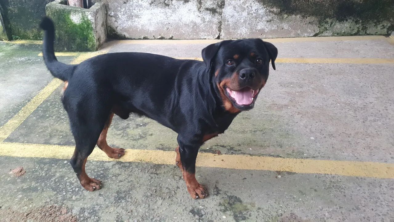 Rottweiler - Cachorros - Santo Aleixo, Jaboatão dos Guararapes ...