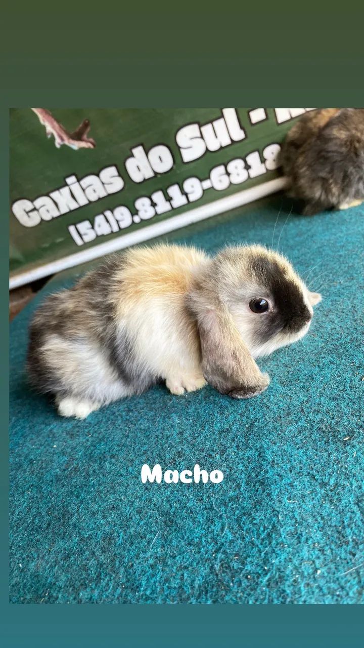 Mini coelhos mini lop 