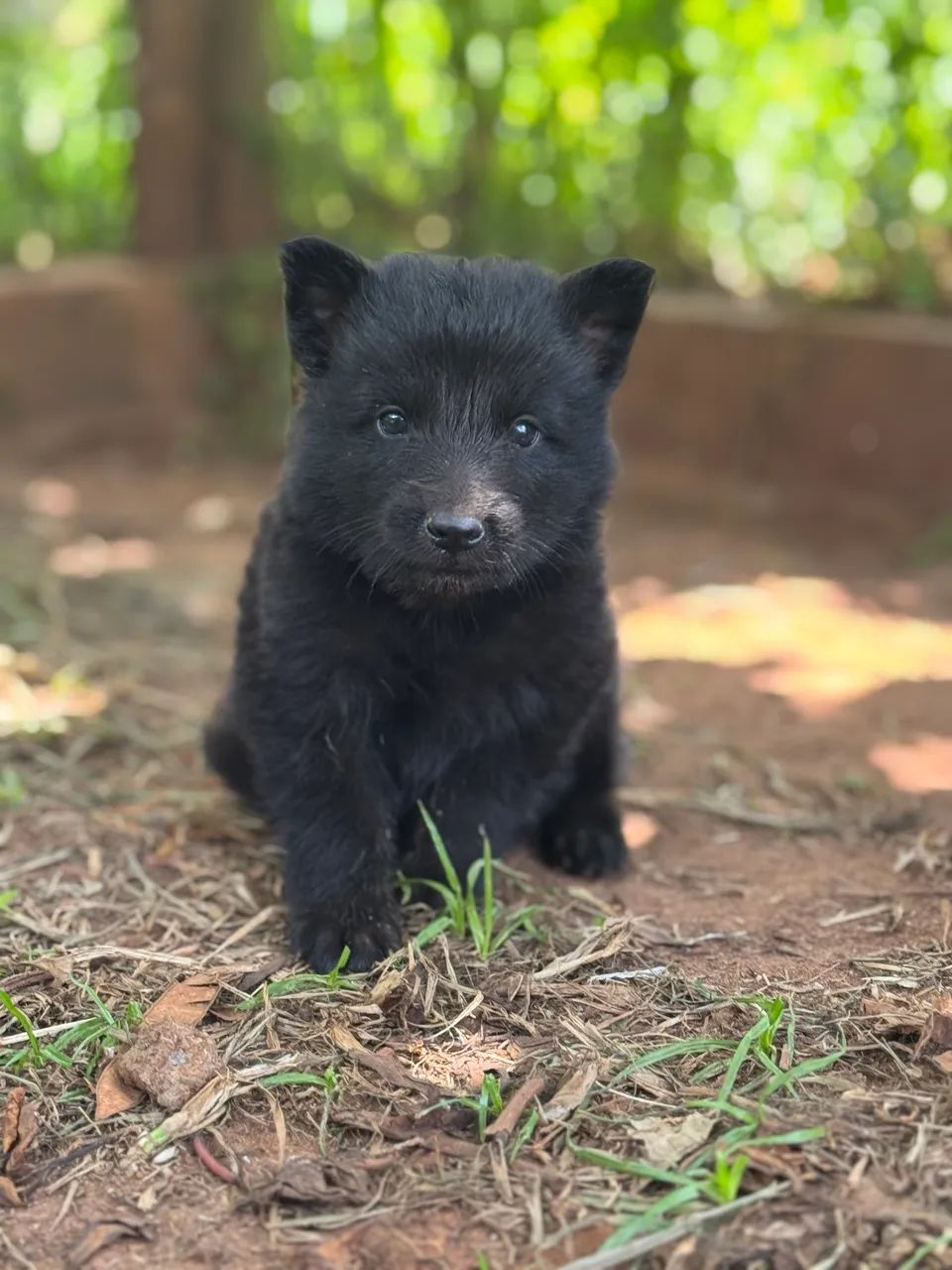 Filhotes de Pastor Belga Groenendael com Pedigree - Foto 4