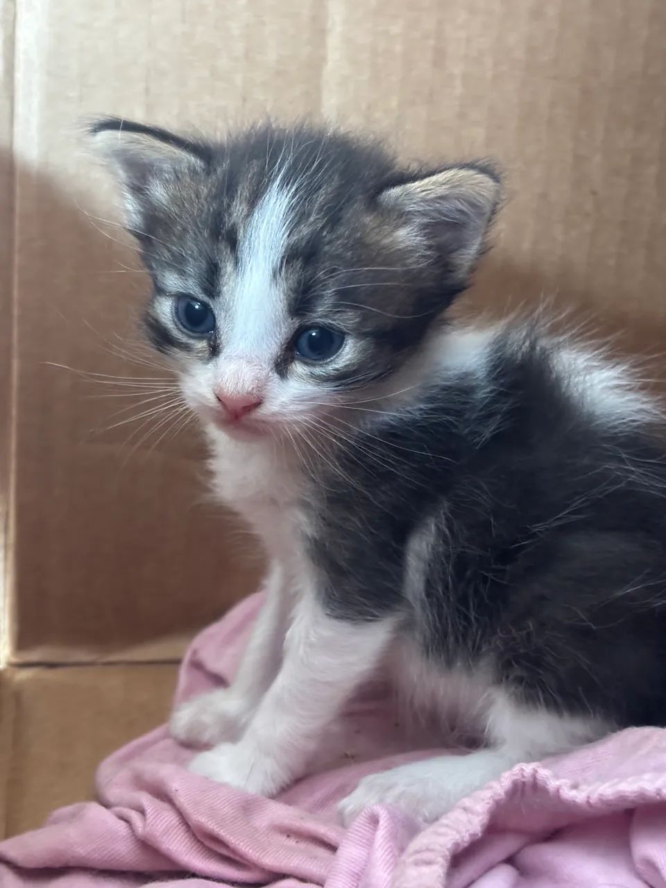 Gatinhos lindos - Foto 4