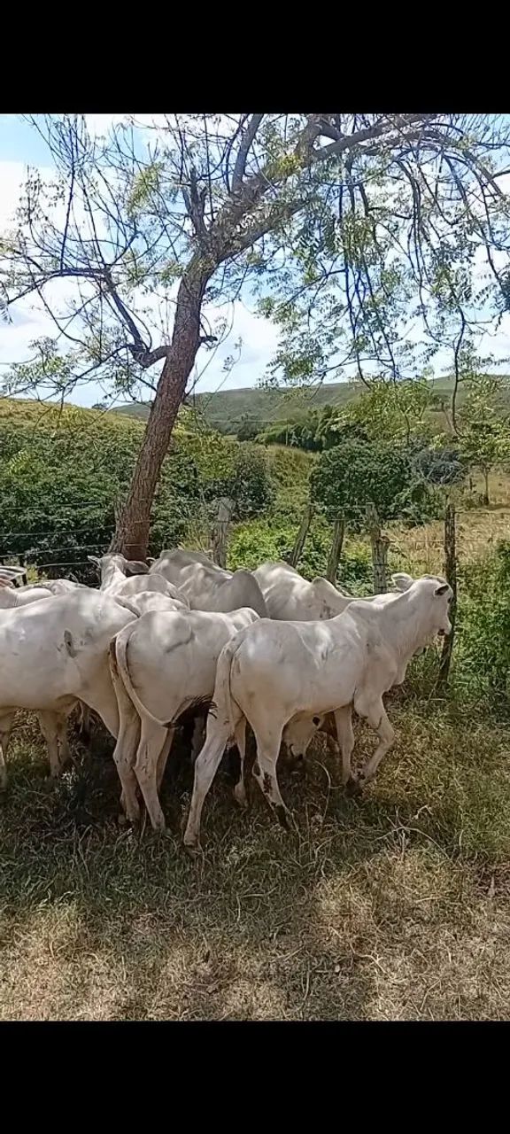 Bezerros Nelore  - Foto 4