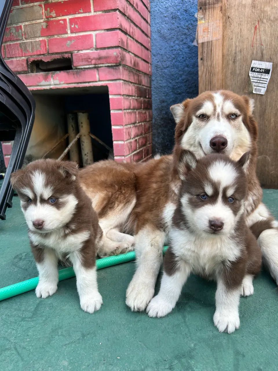 Husky Siberiano  - Foto 5