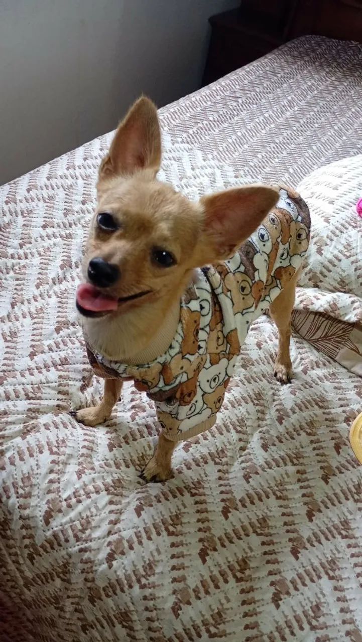 Roupas Pets - Foto 2