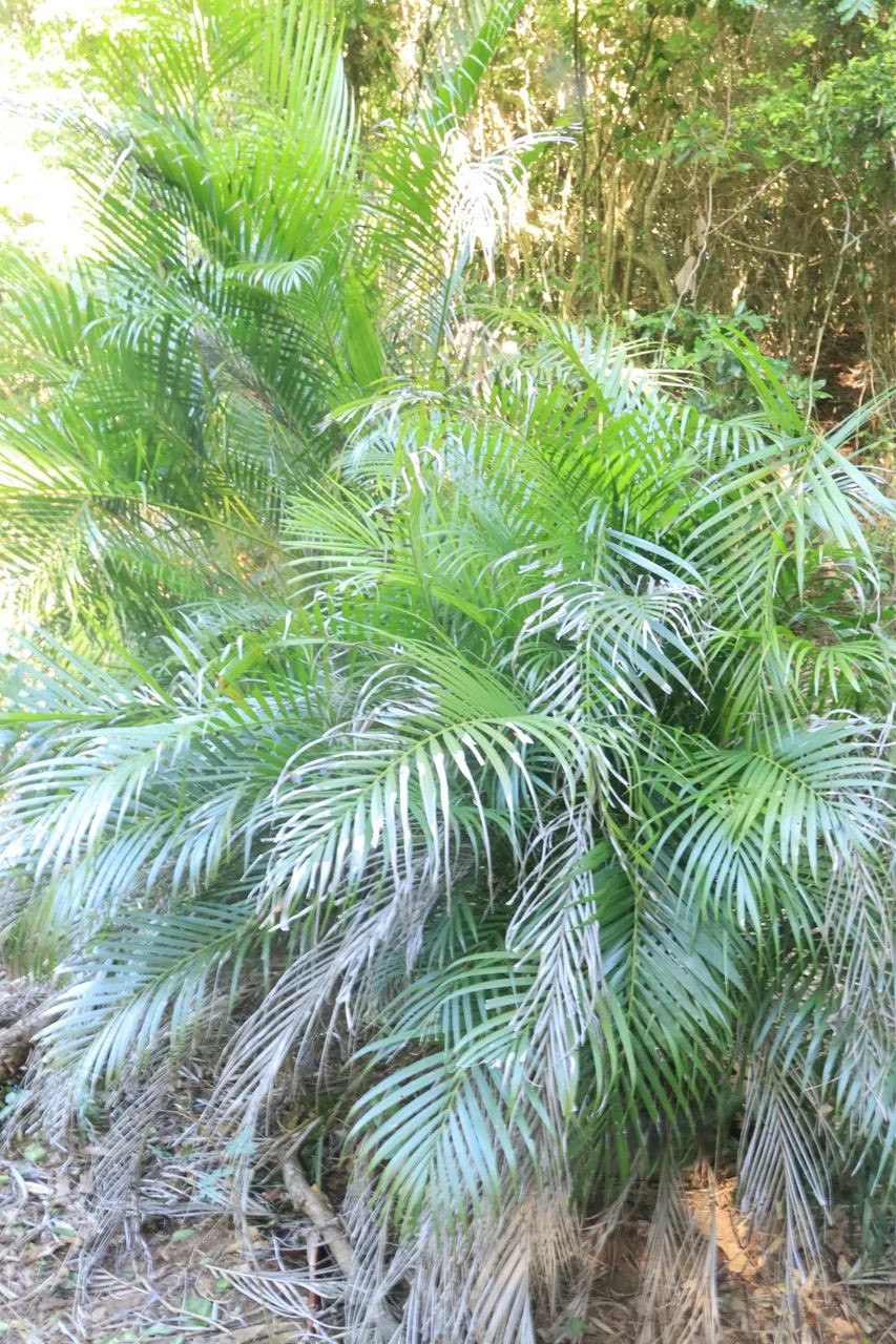 Terreno em Cabo Frio  - Foto 4