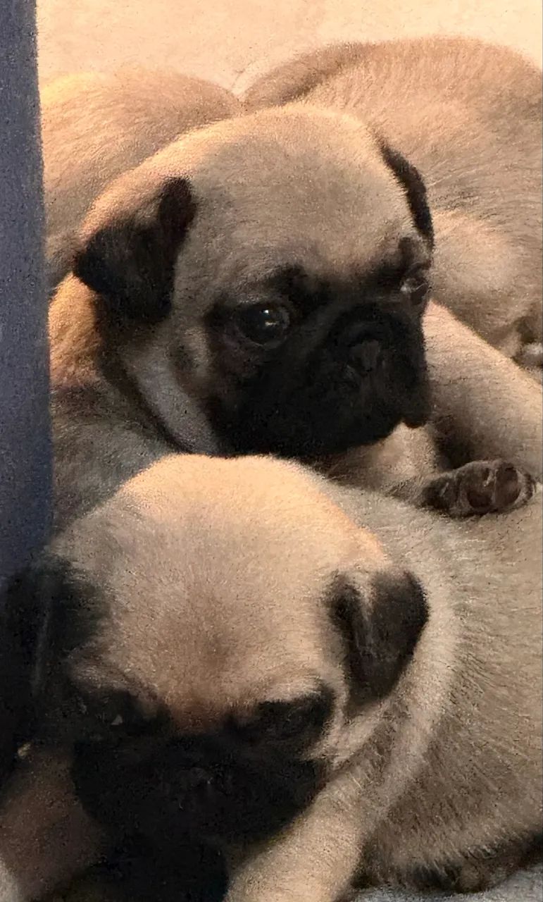 Pug disponível  - Foto 3
