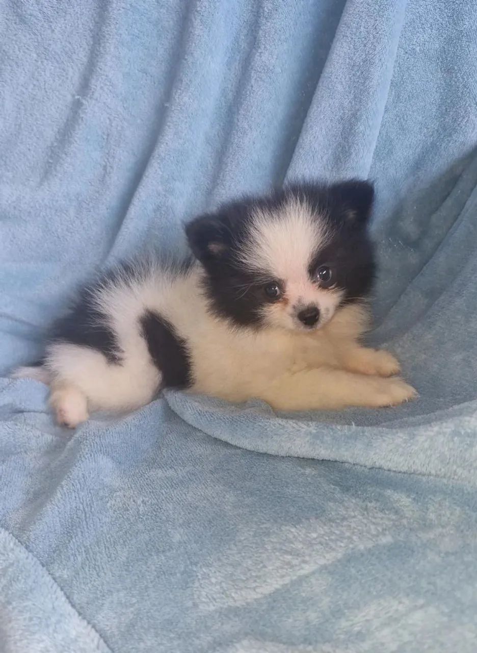 Spitz alemão anão macho  - Foto 4