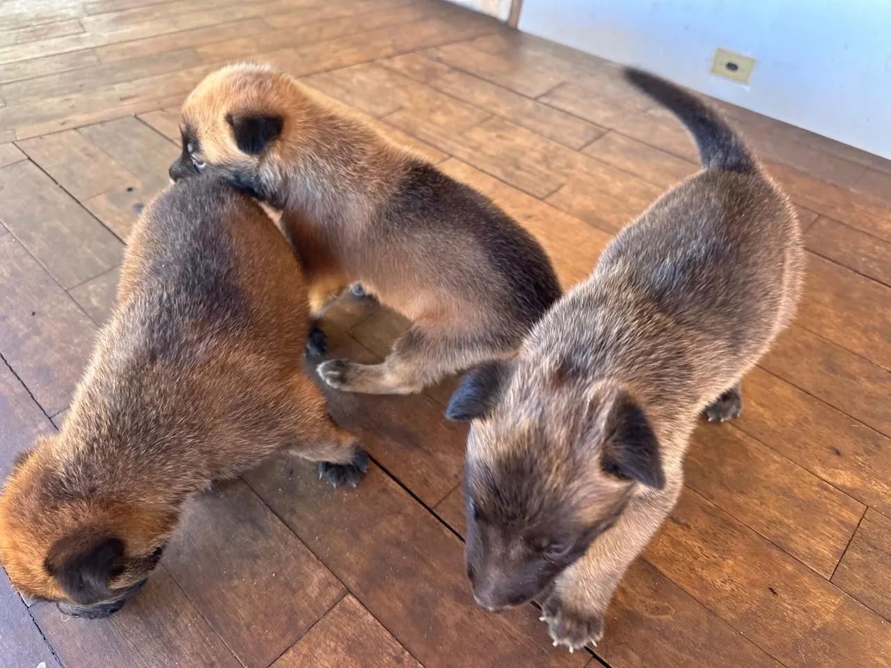 Pastor malinois - Foto 4