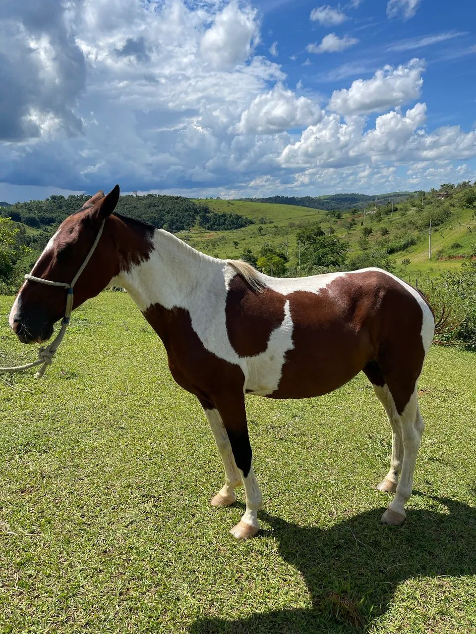 Égua pampa meio sangue manga larga, marcha picada !  - Foto 4