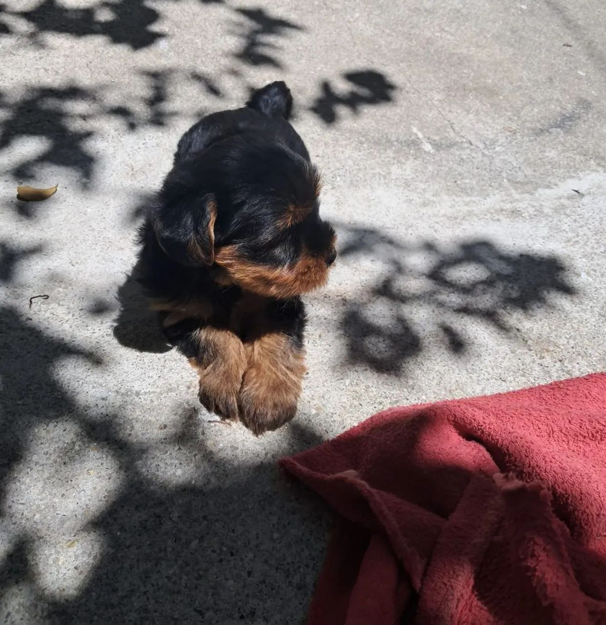 Yorkshire Terrier femea e macho  - Foto 4
