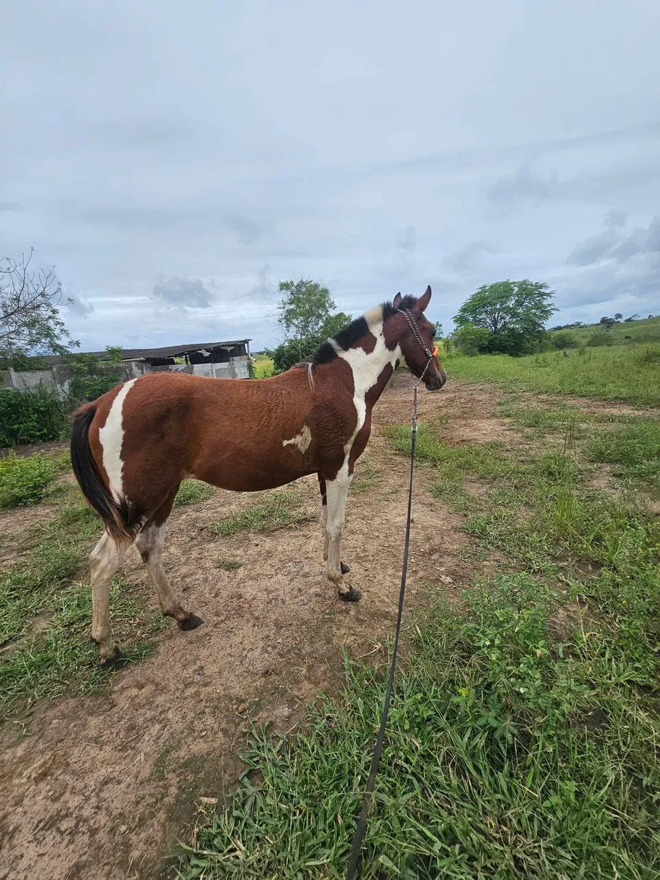 Potra mangalarga MM