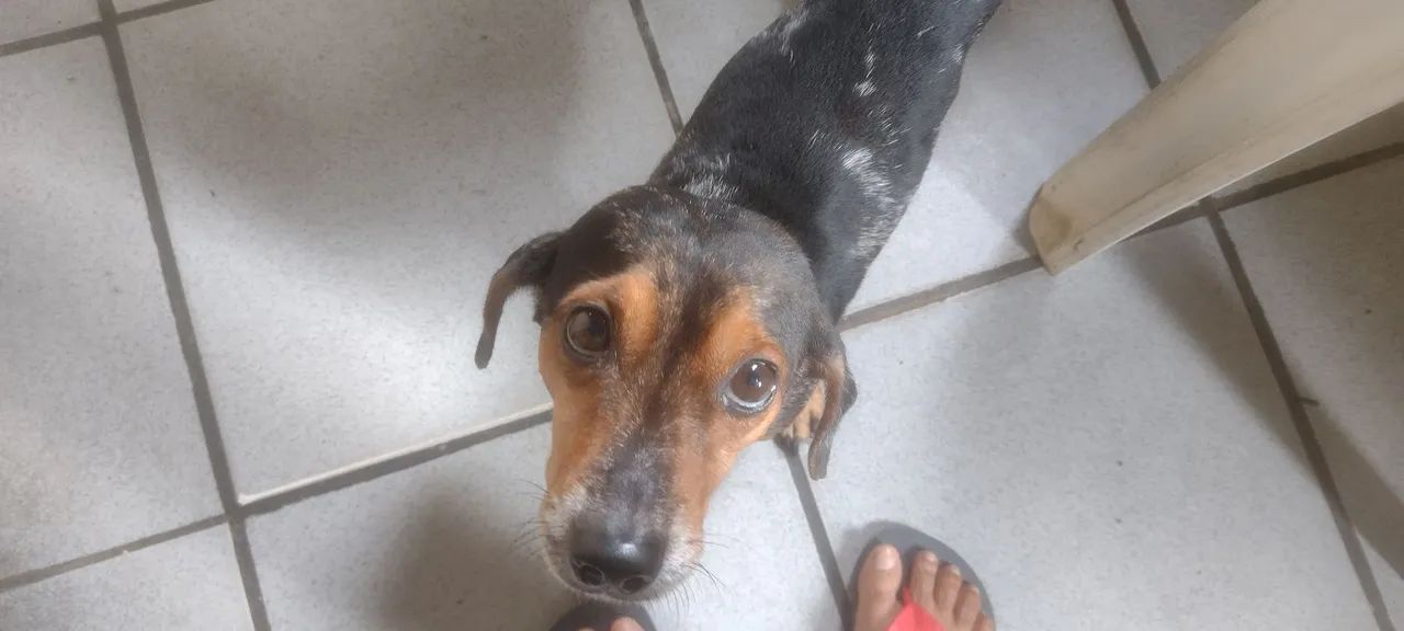 cachorro pra doação 