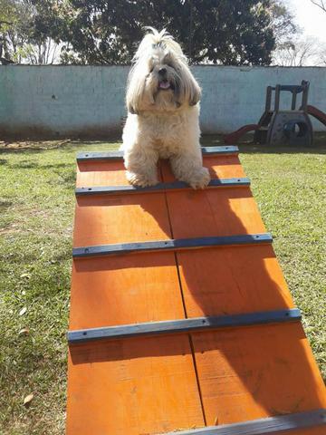 Hotel para Cães em Ribeirão Preto - Foto 2