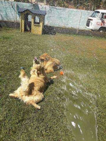 Hotel para Cães em Ribeirão Preto - Foto 4