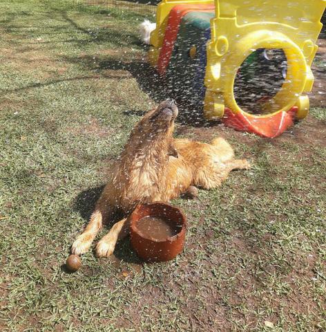 Hotel para Cães em Ribeirão Preto - Foto 3