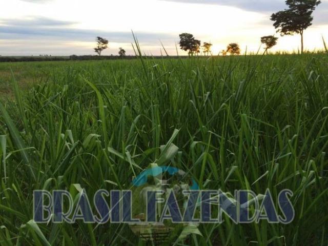 Fazenda em Barreiras. Oeste da Bahia - Foto 2