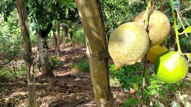 Ubaitaba. Fazenda de 78 Hectares, toda arrumada com infraestrutura e produção. - Foto 13