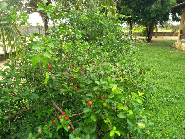 Vendo Granja em Monte Alegre-2 hectares- Campo de Futebol-Árvores Frutíferas - Foto 4