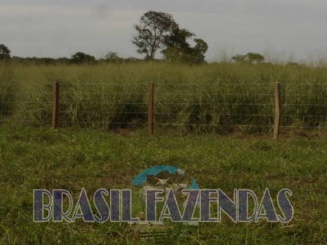 Fazenda em Barreiras. Oeste da Bahia - Foto 13