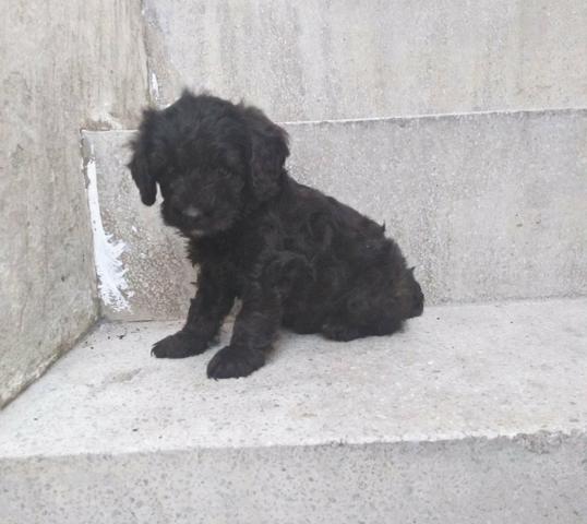 Filhote De Poodle - Foto 2