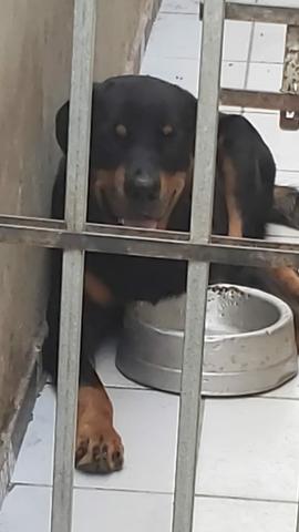 VENDO FILHOTE DE ROTTWEILER PURO - Foto 4