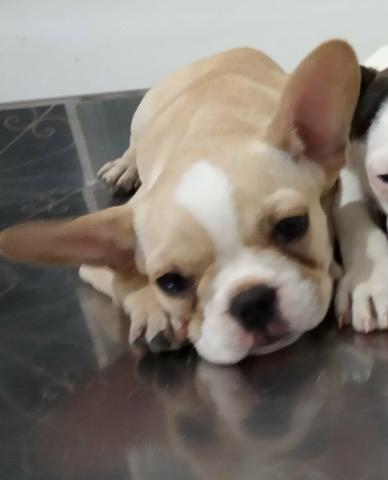 Duas fêmeas de Bulldogue francês disponíveis para venda - Foto 2