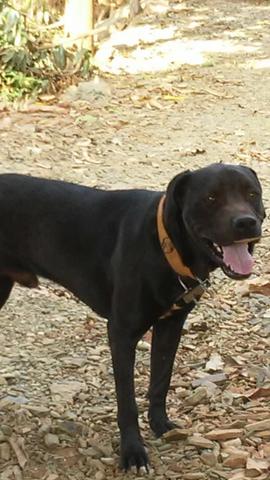 Vende-se um cachorro Pit Bull