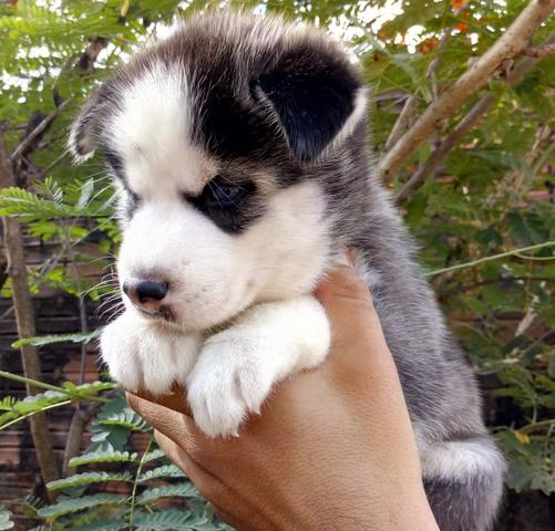 Husky - Foto 2