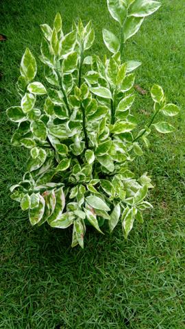Plantas - Foto 2