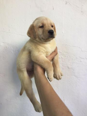 Labrador chocolate/amarelo/preto, machos e fêmeas com garantias e suportes exclusivos - Foto 4