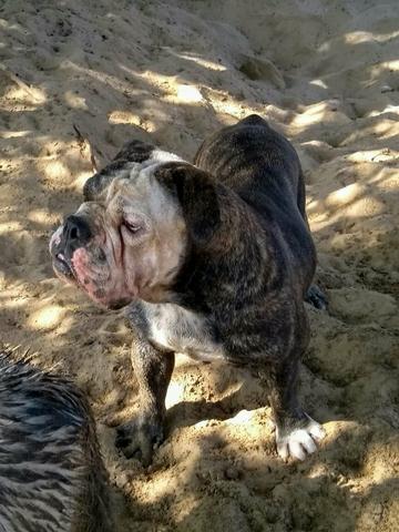 Filhotes de bulldog inglês - Foto 6