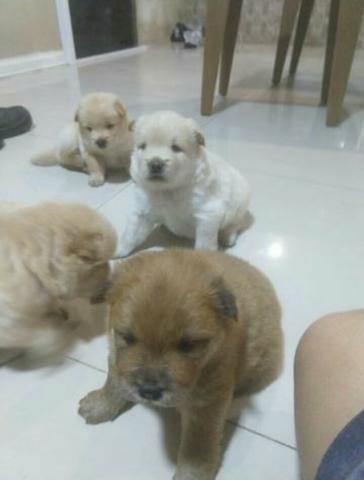 Venda de cachorro Chow-Chow - Foto 3