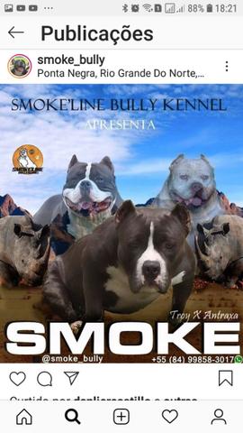 American bully - Foto 2