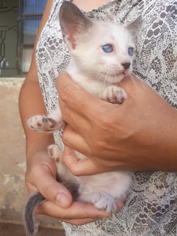 Doação de gatinhos - Foto 2
