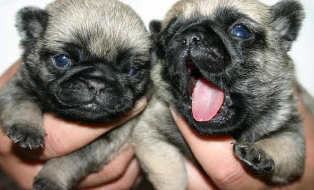 Filhotes de Pug - Foto 2